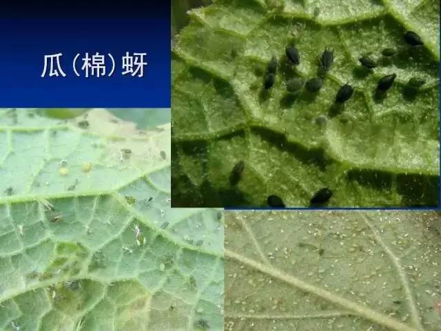 史上最全虫害资料咀嚼式口器害虫刺吸式口器害虫