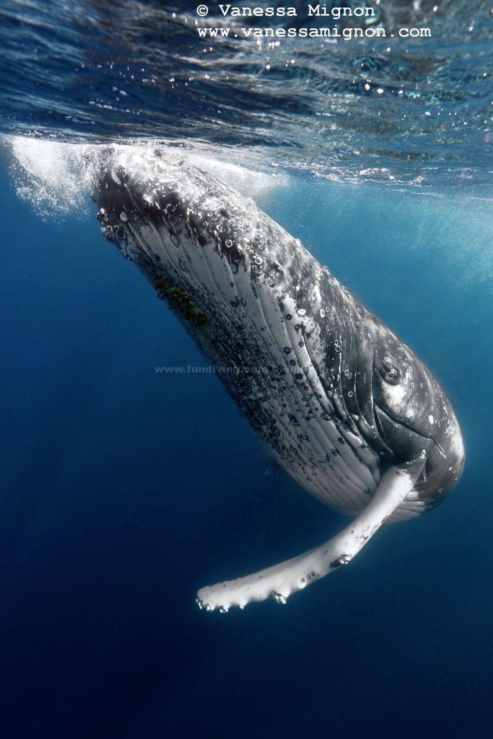 humpback whale, tonga.