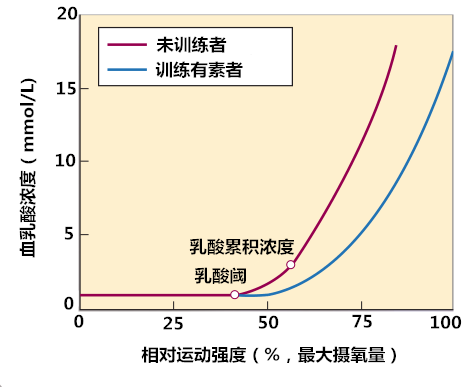 基础理论乳酸与运动训练