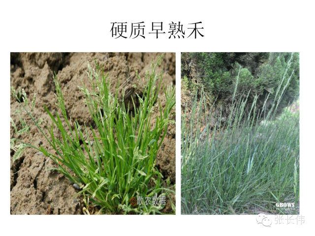 杂草不认识,怎么卖好除草剂?