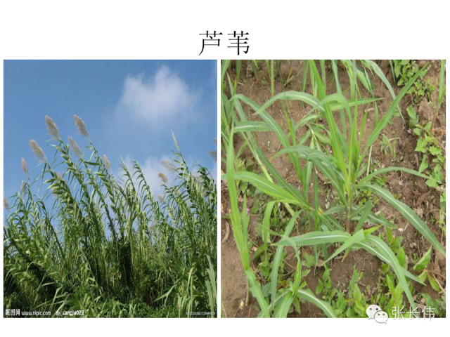 帮农技|全了82种高清杂草图谱,不看后悔,不转发手痒