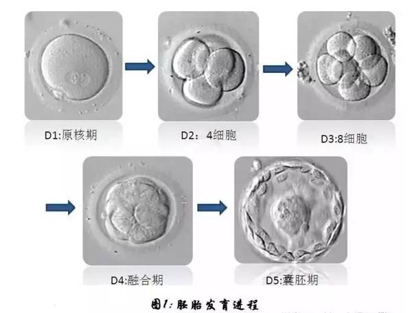 卵泡数=获卵数=胚胎数?这三者究竟是什么关系?