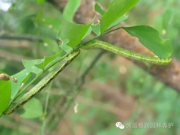 九月份园林植物常见病虫害发生预警与防治