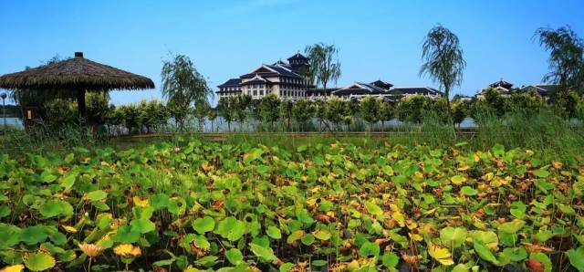 团泊湿地公园 静海县团泊湿地公园位于天津市静海区卫津路向南20分钟