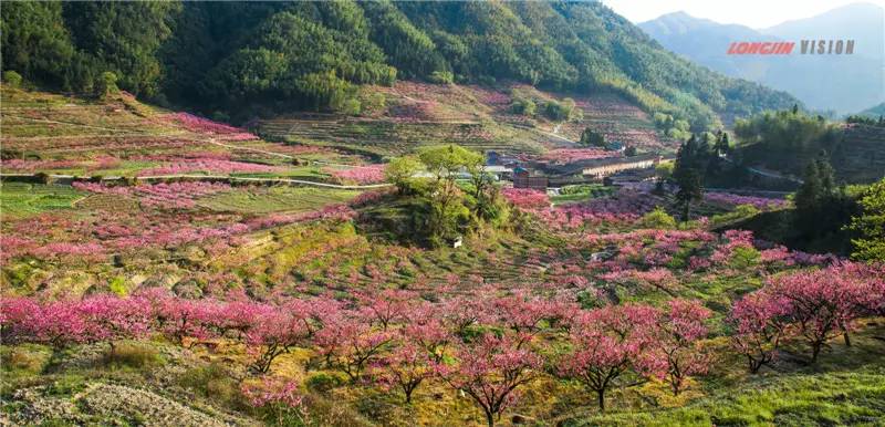 美丽乡村兰坦自然村位于闽东地区,是古田县著名的水蜜桃种植基地,山