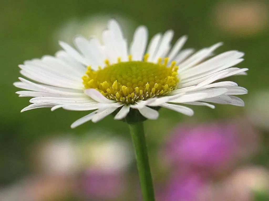 今天给你们讲讲菊,主要是雏菊