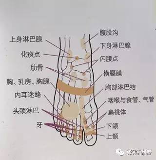 足部刮痧测全身健康2 ——足背全息穴区和足部诊断