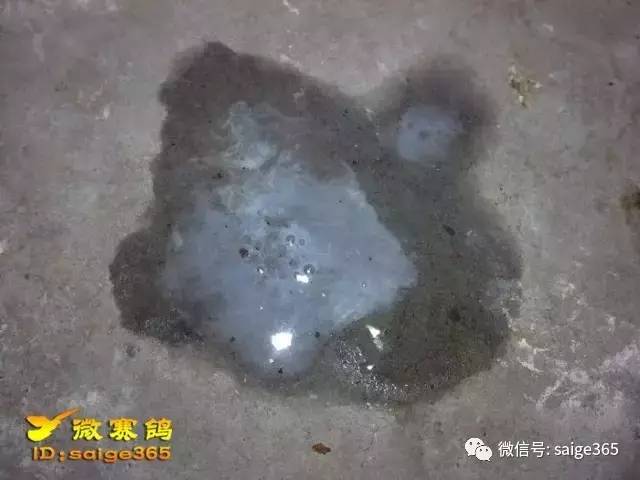 【经验】名家大户鸽子不水便的真相,它才是水便的终极终结者!