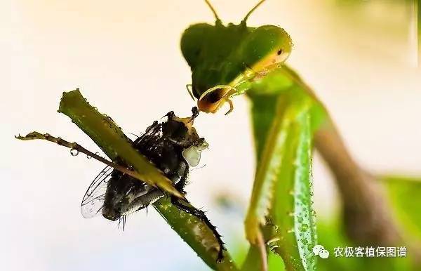 捕食害虫螳螂释放的瓢蚜比应适当降低,一般为1:10~20为宜.