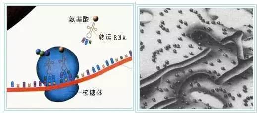 关键词7:核糖体