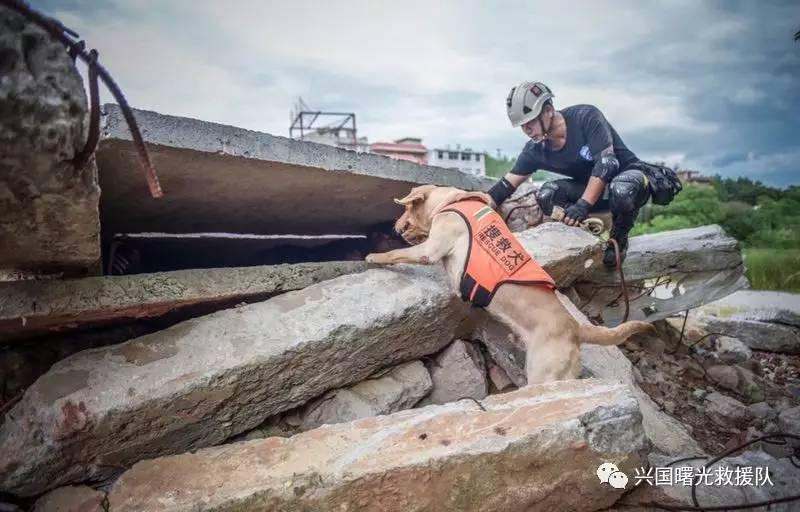 关于搜救犬