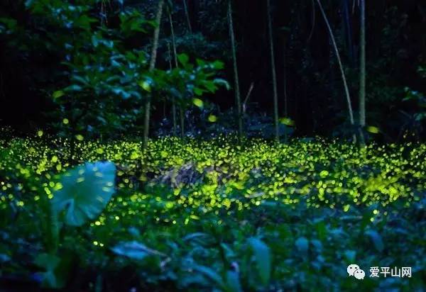 你可以进入:萤火虫观赏区,荧光森林,萤火虫科普展区,囊萤夜读体验区