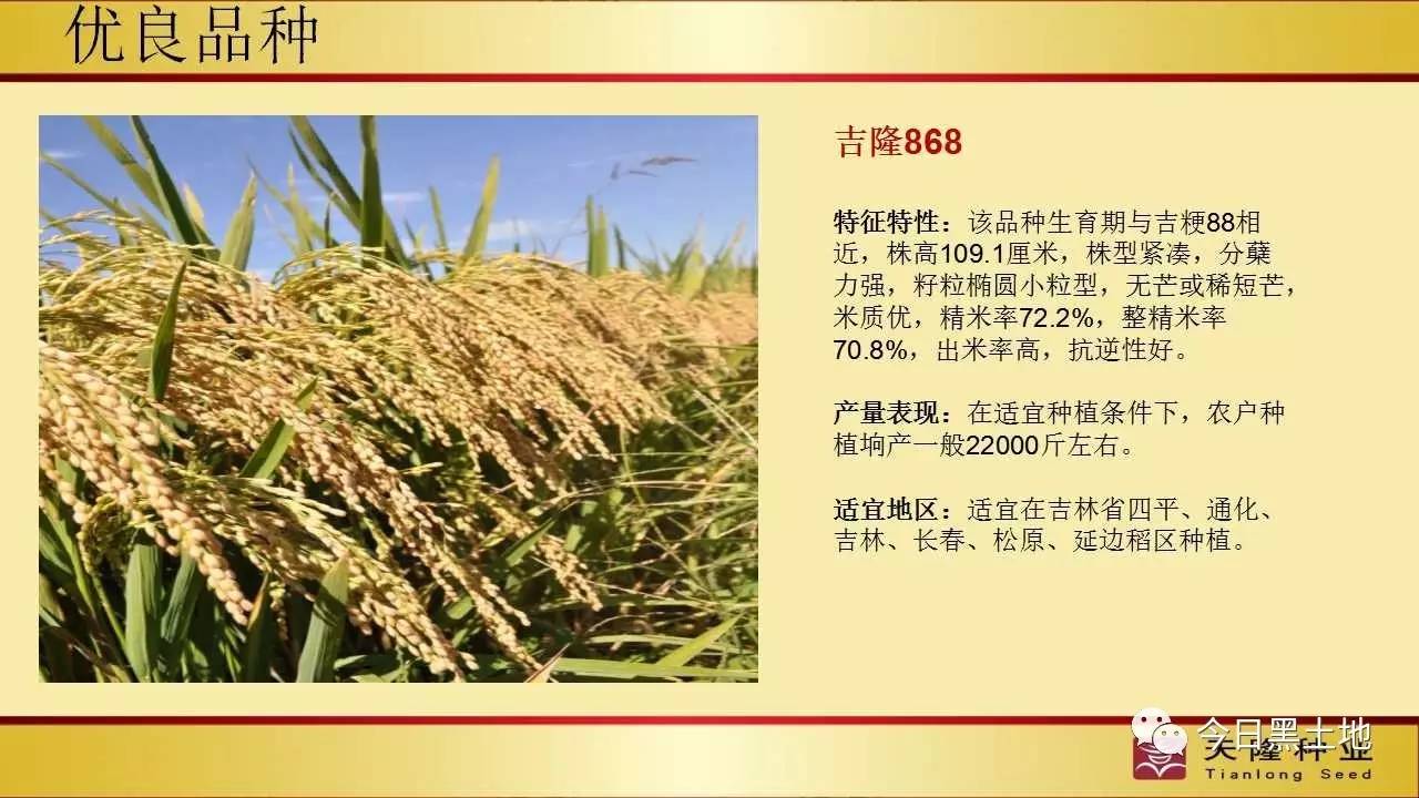 吉隆868,是天隆公司出品的小粒香米水稻品种,晶莹剔透的小圆粒,透着