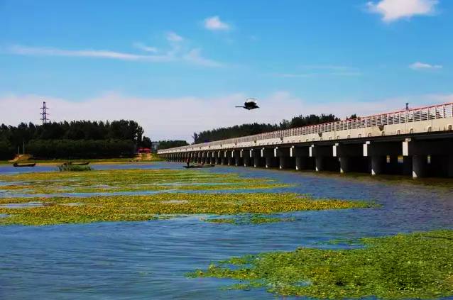 团泊湿地公园 静海县团泊湿地公园位于天津市静海区卫津路向南20分钟