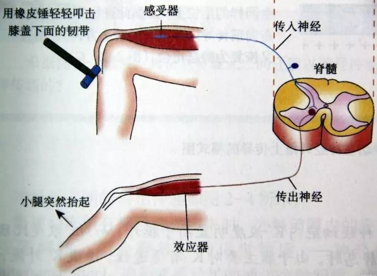 【核"姿势"】我想一本正经的给您讲讲核电站的dcs