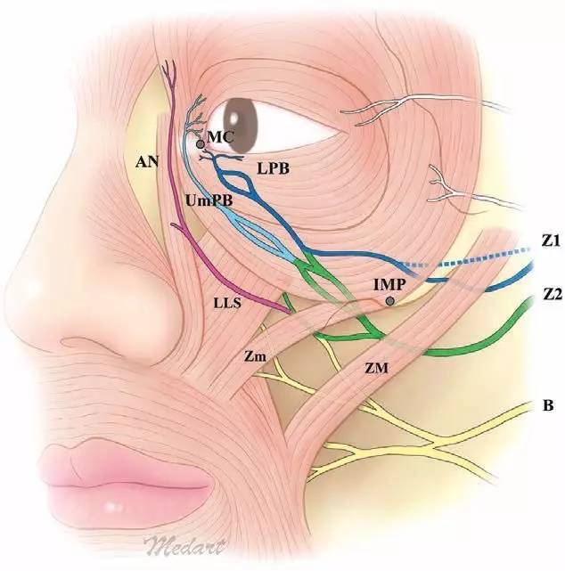 医美圈韩国解剖研究眶下区域神经分布模式解析