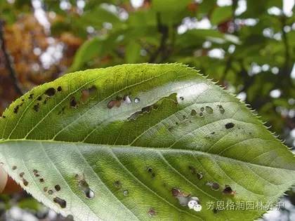 4,樱花褐斑病根康或者根病全除浇灌植物根系,至浇透为宜.