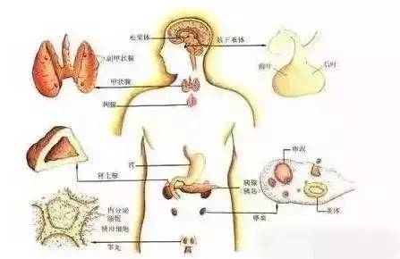 1,皮质类固醇激素