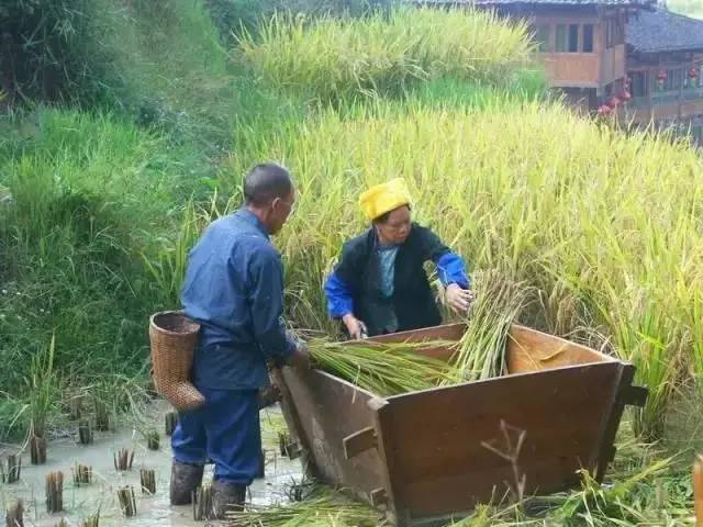 农村用来去除水稻,麦子等农作物中瘪粒,空壳