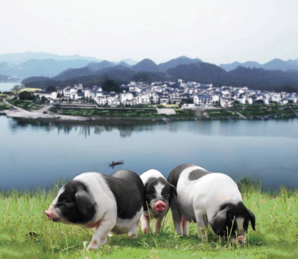 生态饲养整合全生态绿色肉食产业链民间更是传说吃了蓝田的花猪肉