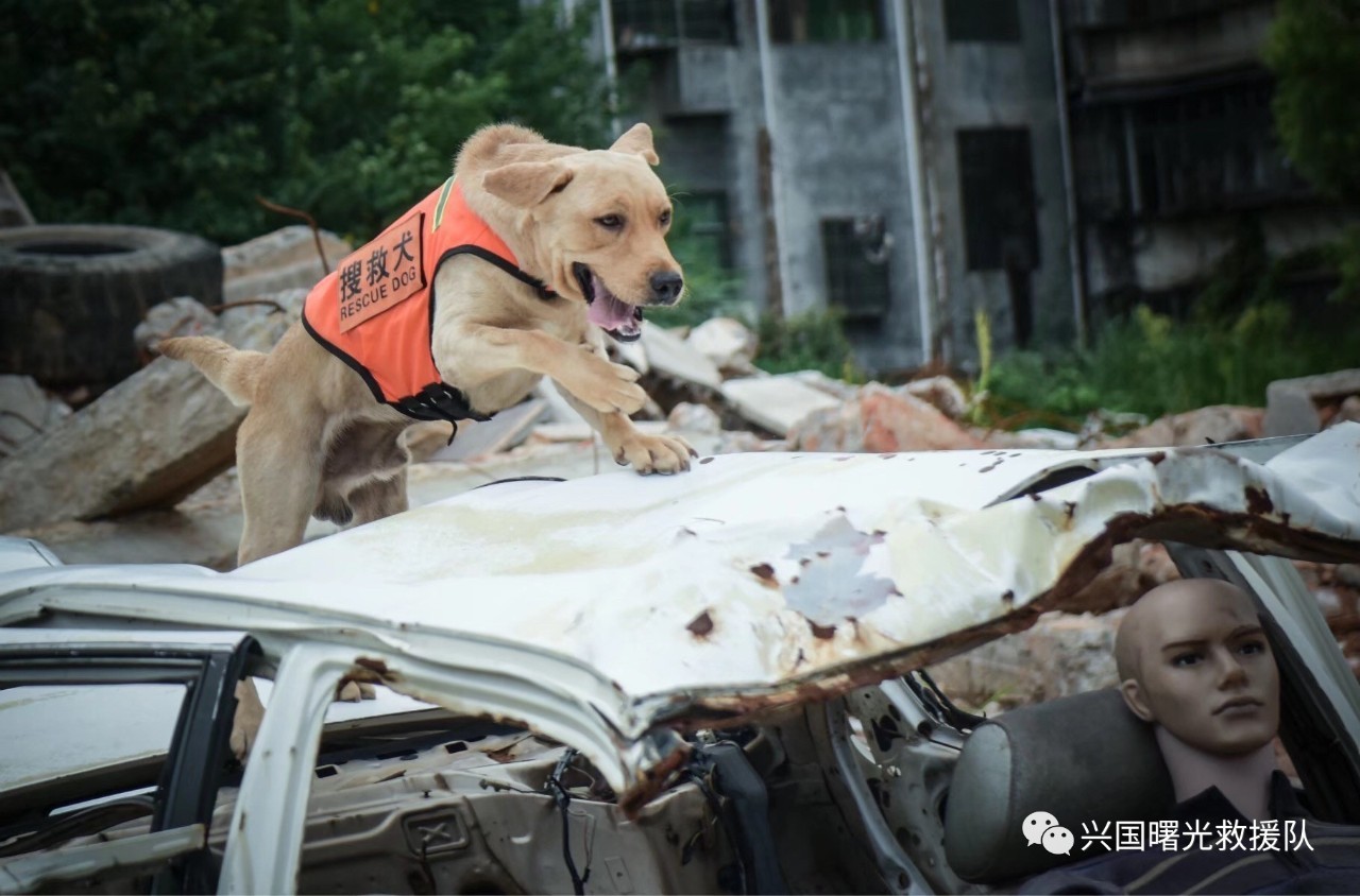 关于搜救犬