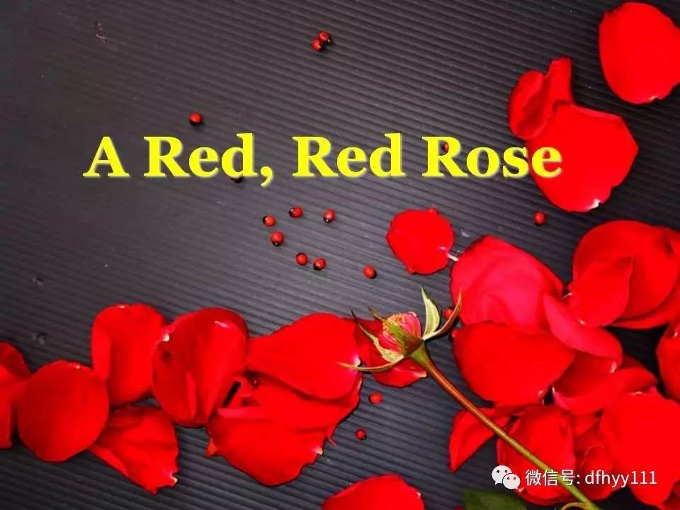 【第356期】听歌赏诗—my love is like a red red