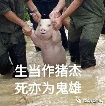 网友评论 @养猪博士:猪:我做错了什么 @英俊的张先生z:猪的表情亮了
