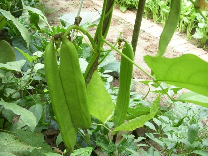 刀豆种植技术