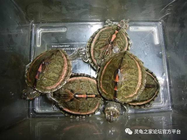 帐篷锯背龟印度帐篷龟