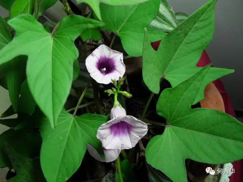 种盆紫薯等花开
