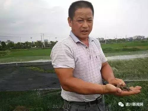 致富经泥鳅养殖_致富养殖泥鳅怎么样_养殖泥鳅挣钱吗