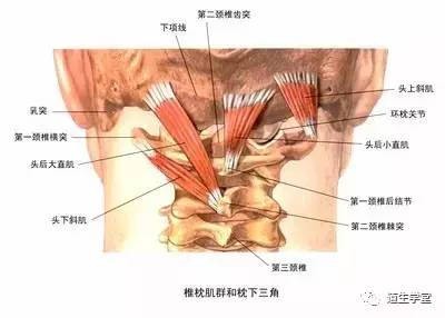 解剖知识|枕下肌群的重要性!必看!