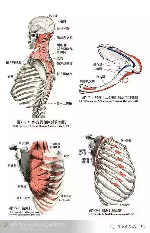 人体实体解剖,值得收藏学习!