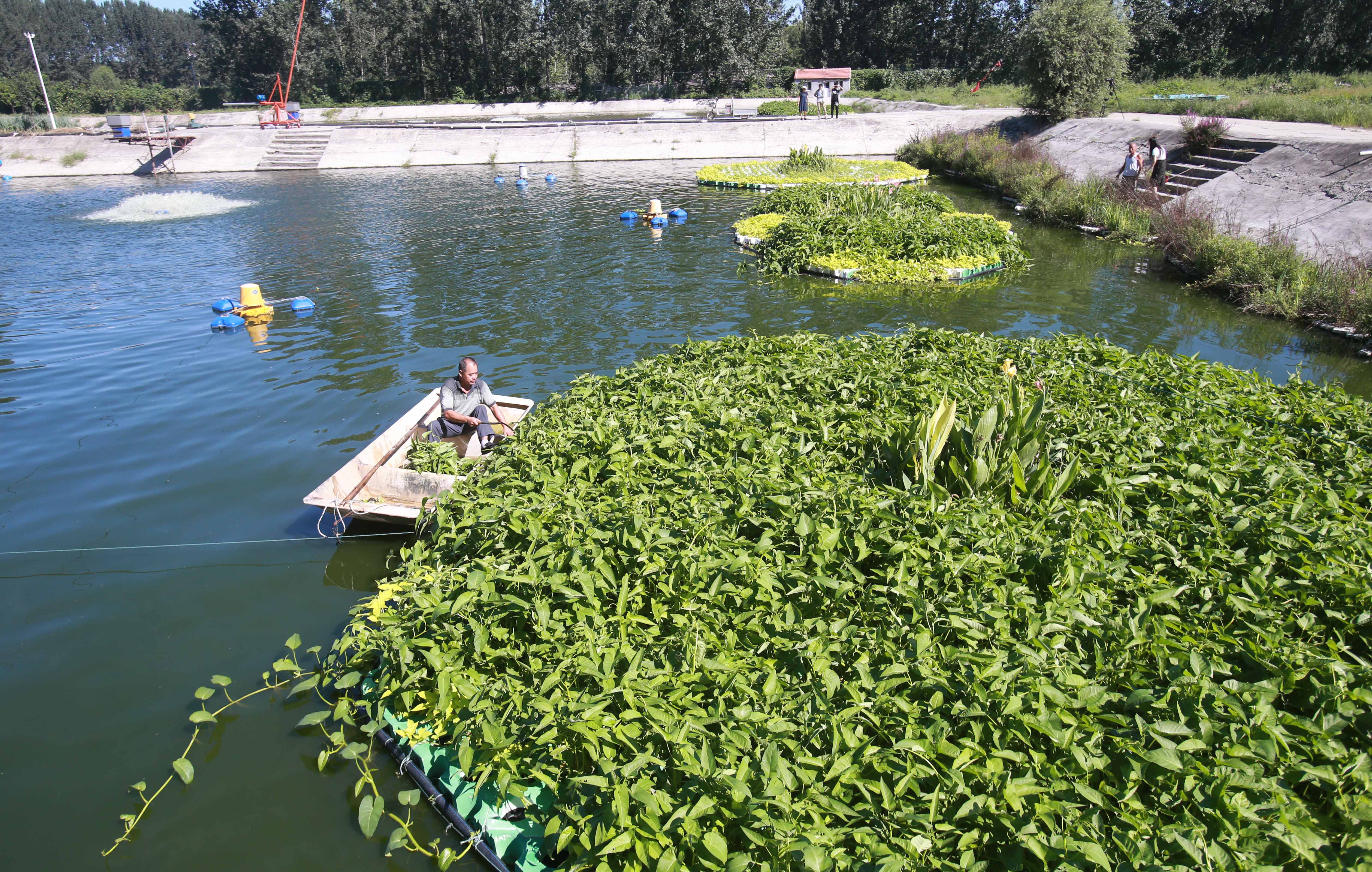 2017年8月26日,北京市民观看"水上菜田"种植的蔬菜.