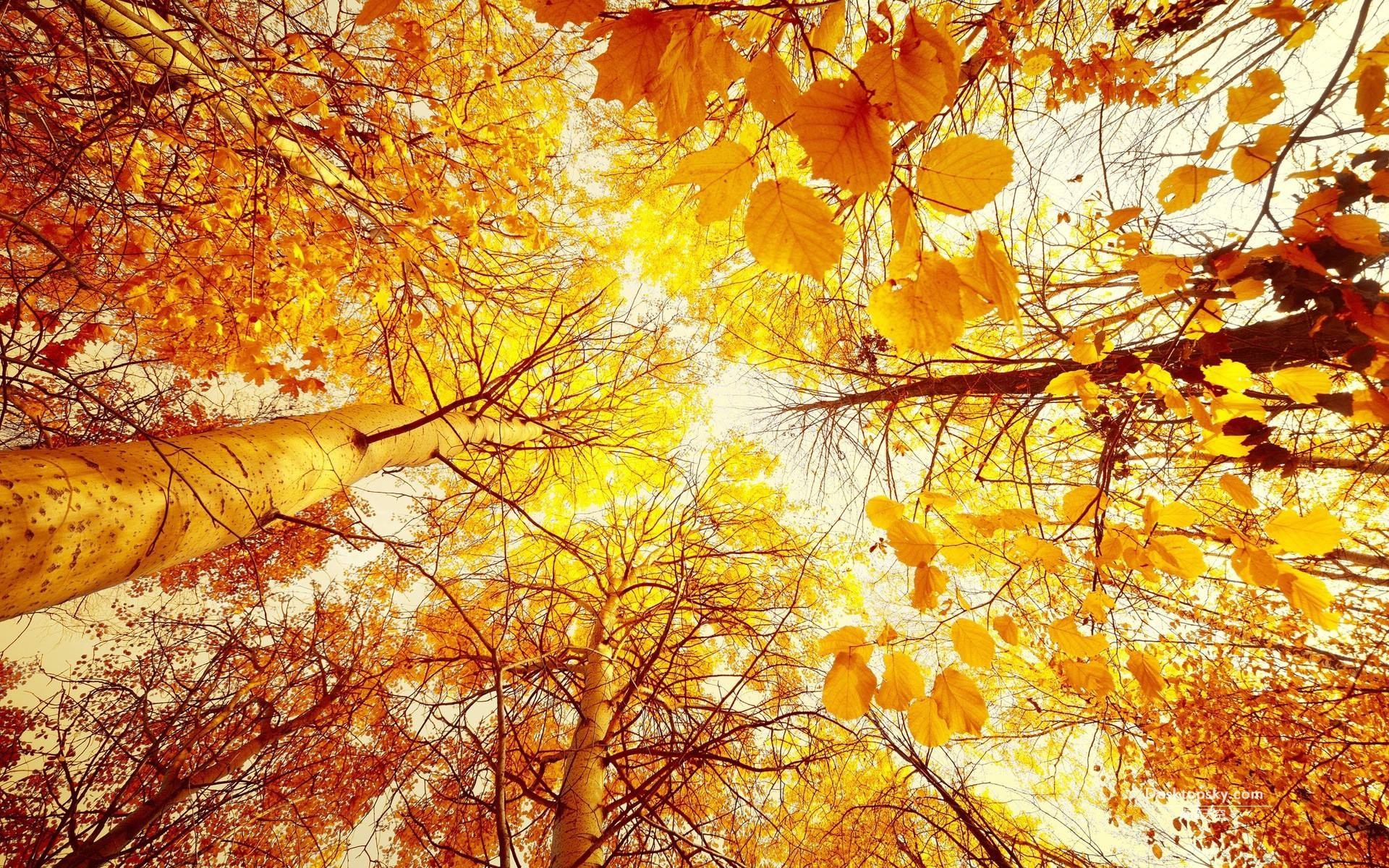 先天下在这个凉爽秋日为您和家人带去" 秋的问候"!