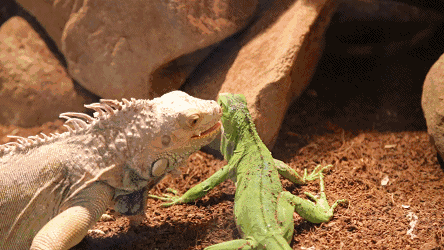 蜥蜴不仅舌头快如闪电,同时也是短跑小能手.