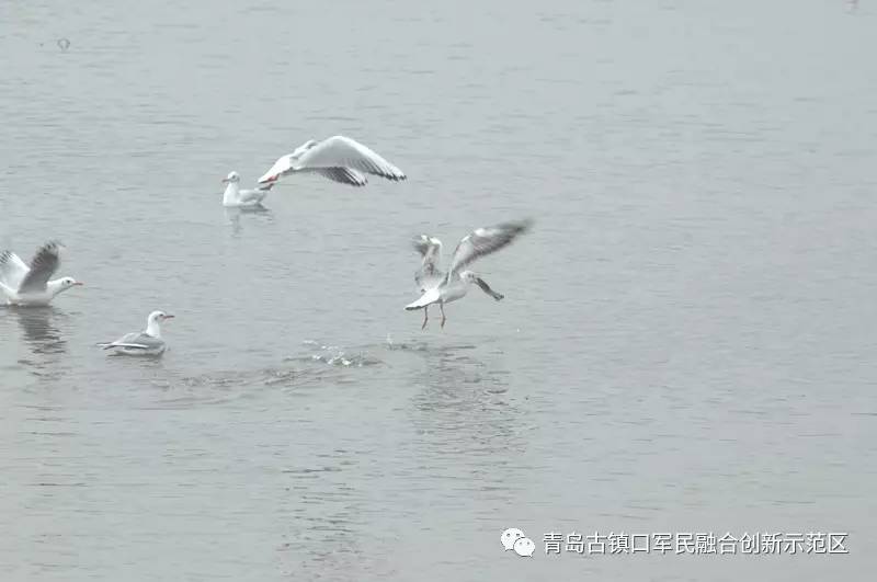 水碧景深鹭飞鱼跃古镇口融合区打造生态景观河道