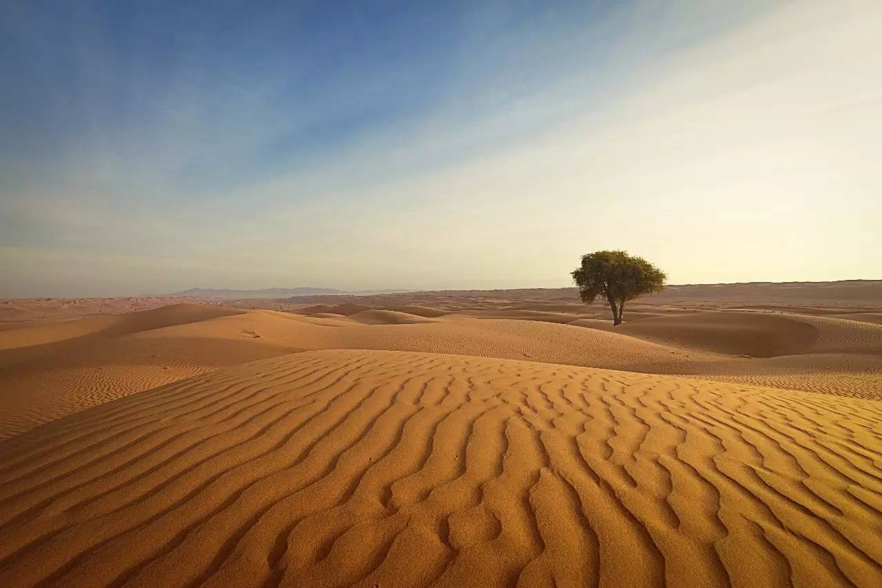 旅游 正文  茫茫沙漠,骆驼,蜥蜴, 寻大漠的宝贝, 感受风沙拂面, 体验