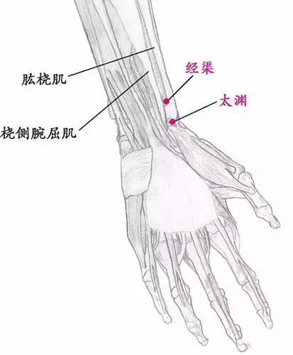 【位置 肱桡肌肌腱尺侧缘缝隙中,桡骨茎突的近端上骨沟(图5,图6)