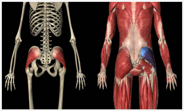 你不知道的腰骶痛臀中肌激痛点
