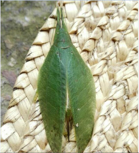 云南女孩发现奇特虫子 全身绿色头似小龙虾