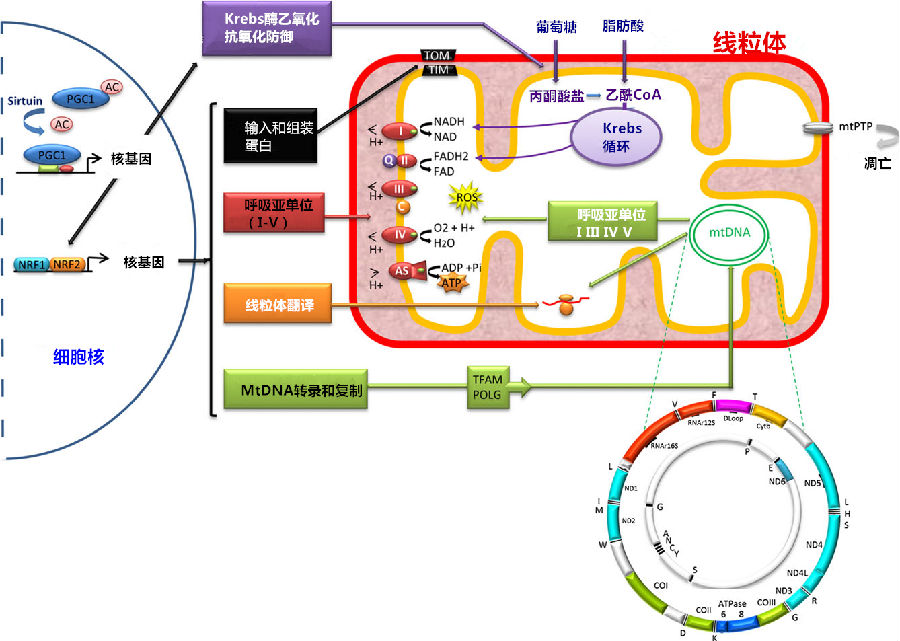 清华大学杨茂君教授研究组于线粒体呼吸链研究领域再次取得突破性研究