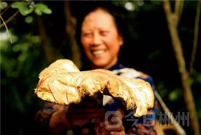 发现两斤重的黄菌镶着金裙边的竹荪桂东的大森林里又发现了这些好东西