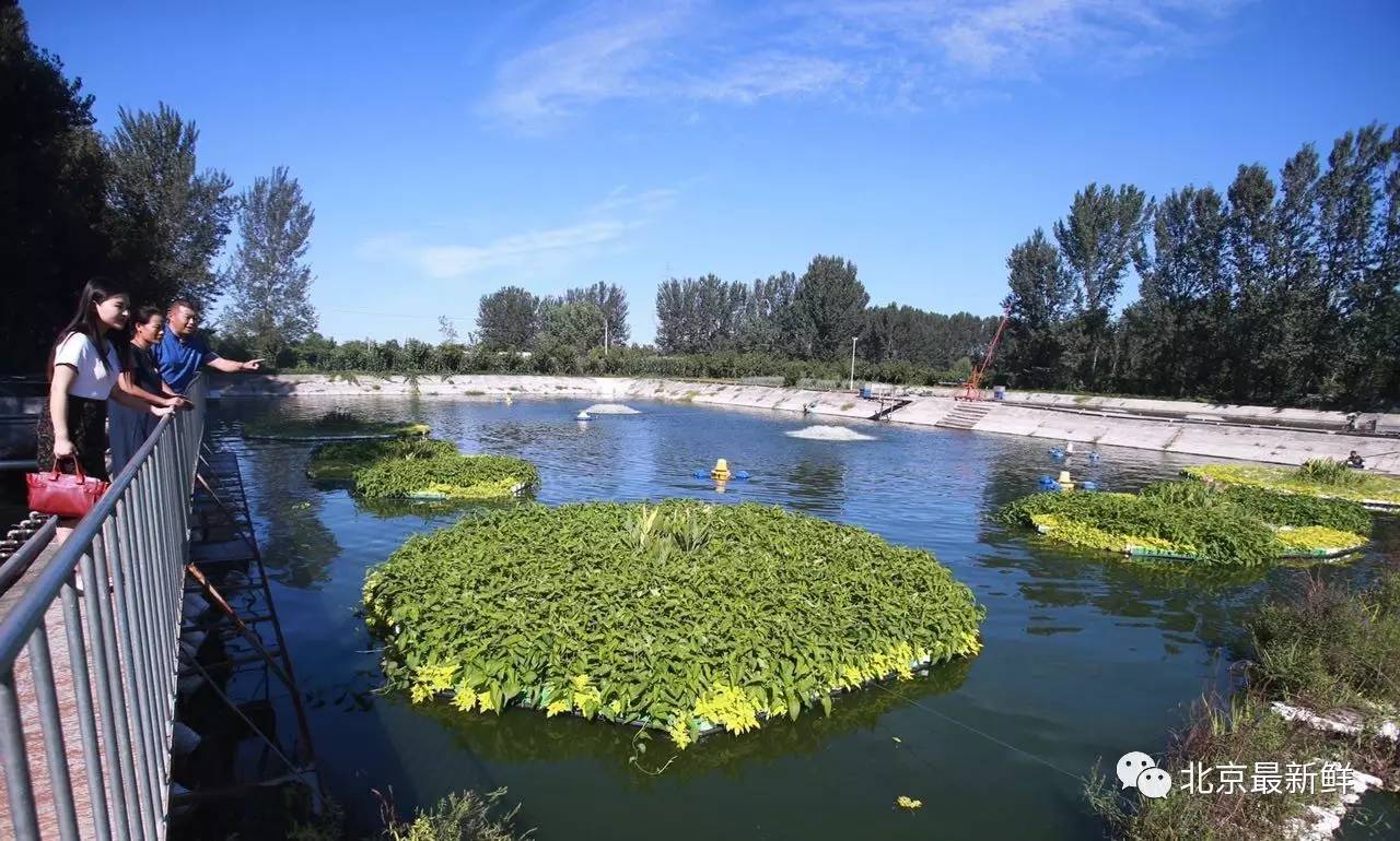 漂着一个个"水上菜园":空心菜,金叶薯,水芹等各类水培蔬菜中间,还点缀