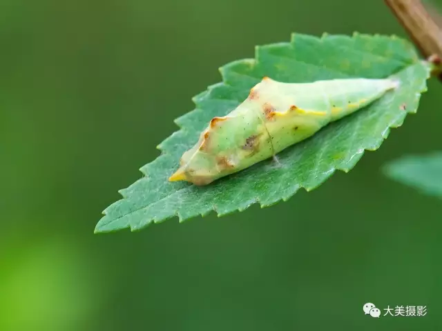 《菜粉蝶蛹》 栾美华 摄