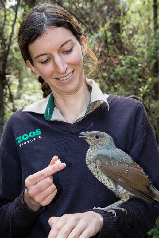 (satin bowerbird) 为希尔斯维尔野生动物保护区 (healesville