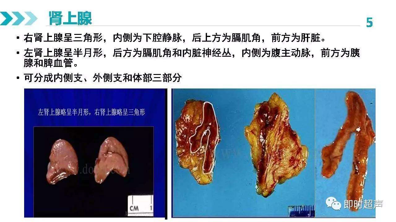 肾上腺正常解剖及疾病超声诊断