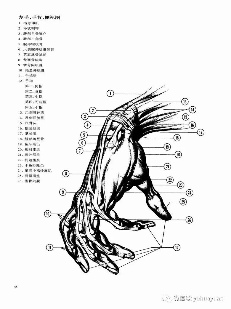 油画人体,这是最难画的器官!