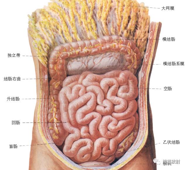 【x线解剖】消化道造影(11组图:咽部至直肠) 彩色解剖