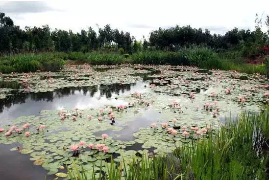 村,沿路牌指示行走即可▼昆明西华湿地公园建在滇池西岸高海公路中段